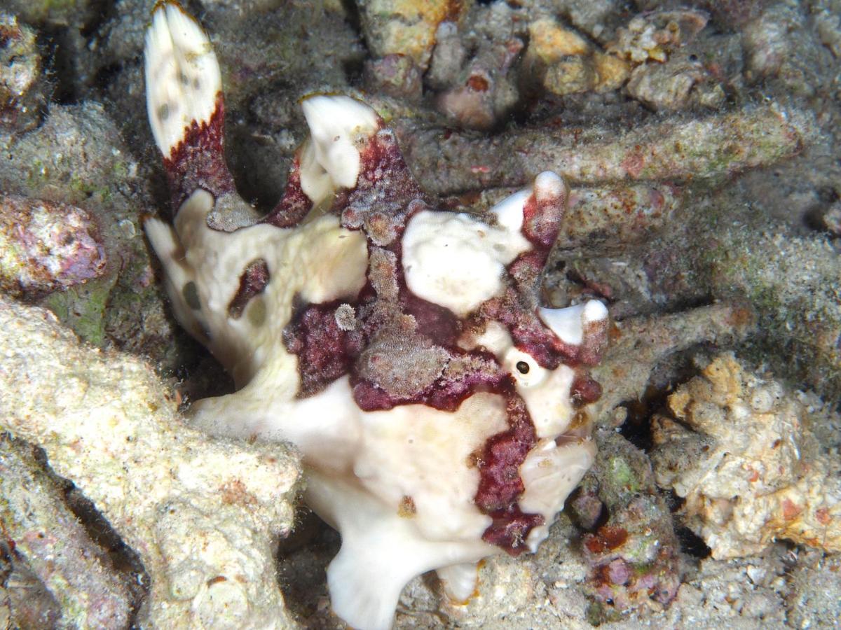 Dive Spot Asia Beach Resort Boljoon Exterior foto
