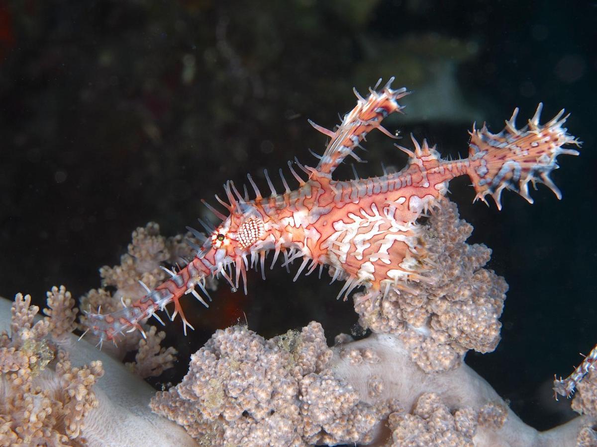 Dive Spot Asia Beach Resort Boljoon Exterior foto