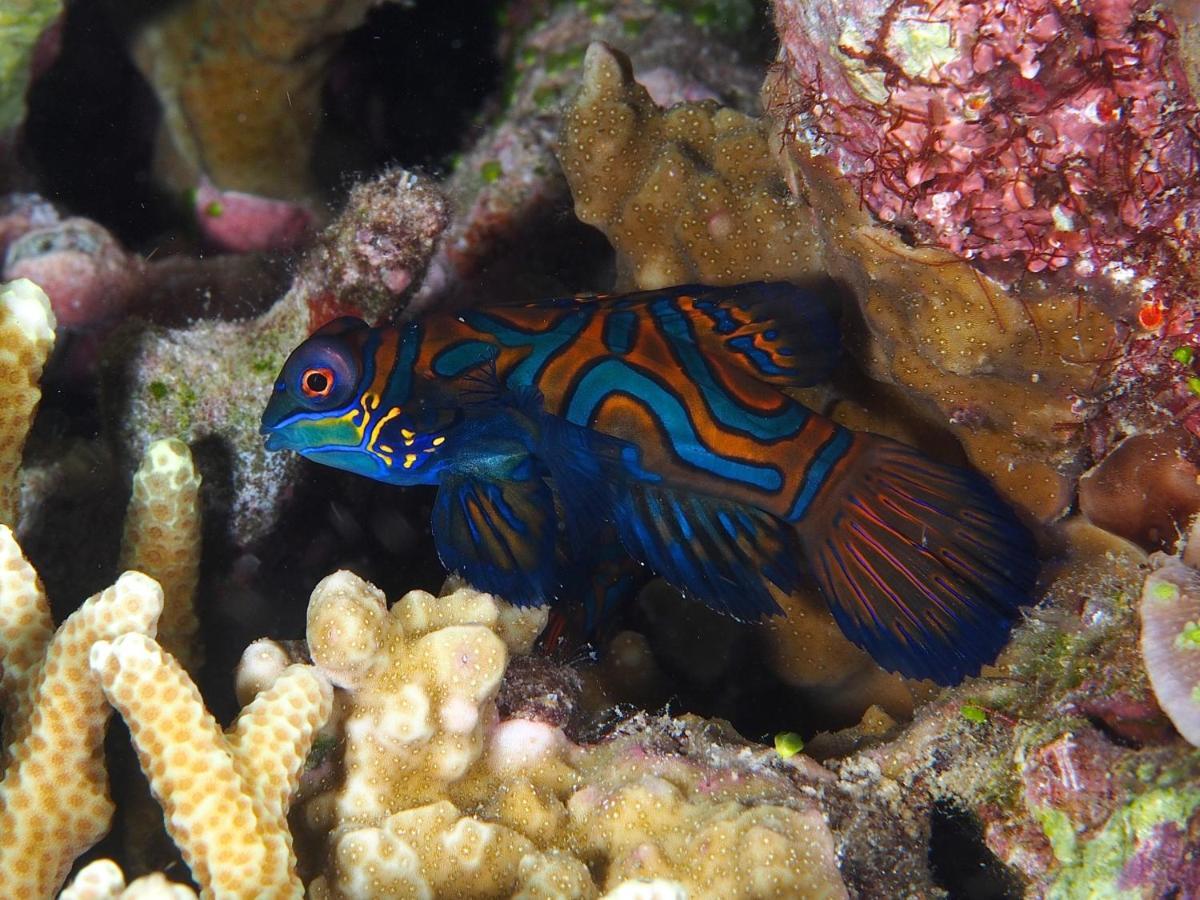 Dive Spot Asia Beach Resort Boljoon Exterior foto