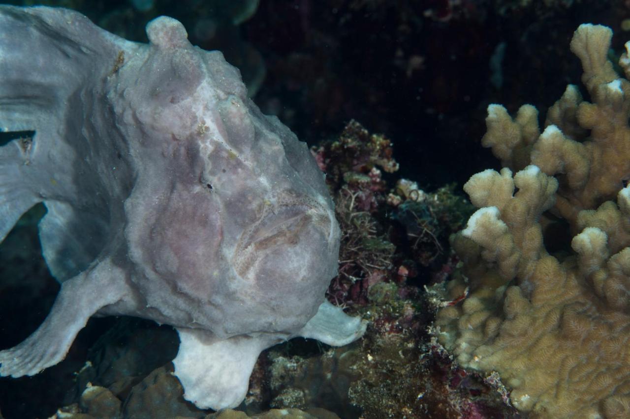 Dive Spot Asia Beach Resort Boljoon Exterior foto